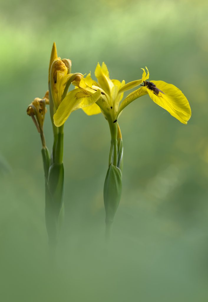 Iris